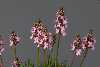 <em>Stylidium graminifolium</em>